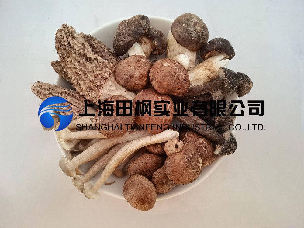 野生菌凍干：野生菌凍干機制作凍干海鮮菇技術(shù)