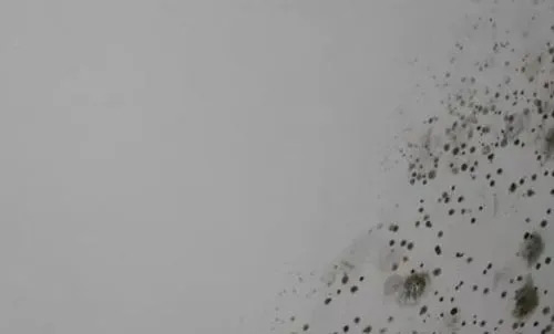 乳膠漆防霉劑應用場景