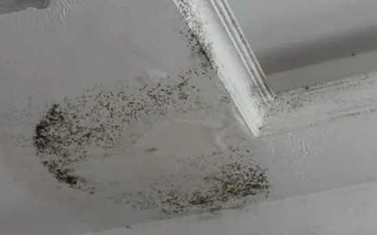 殺菌防腐劑應(yīng)用場景